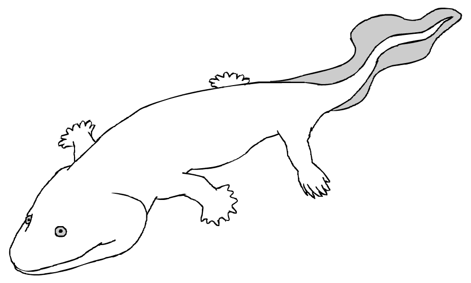 Acanthostega