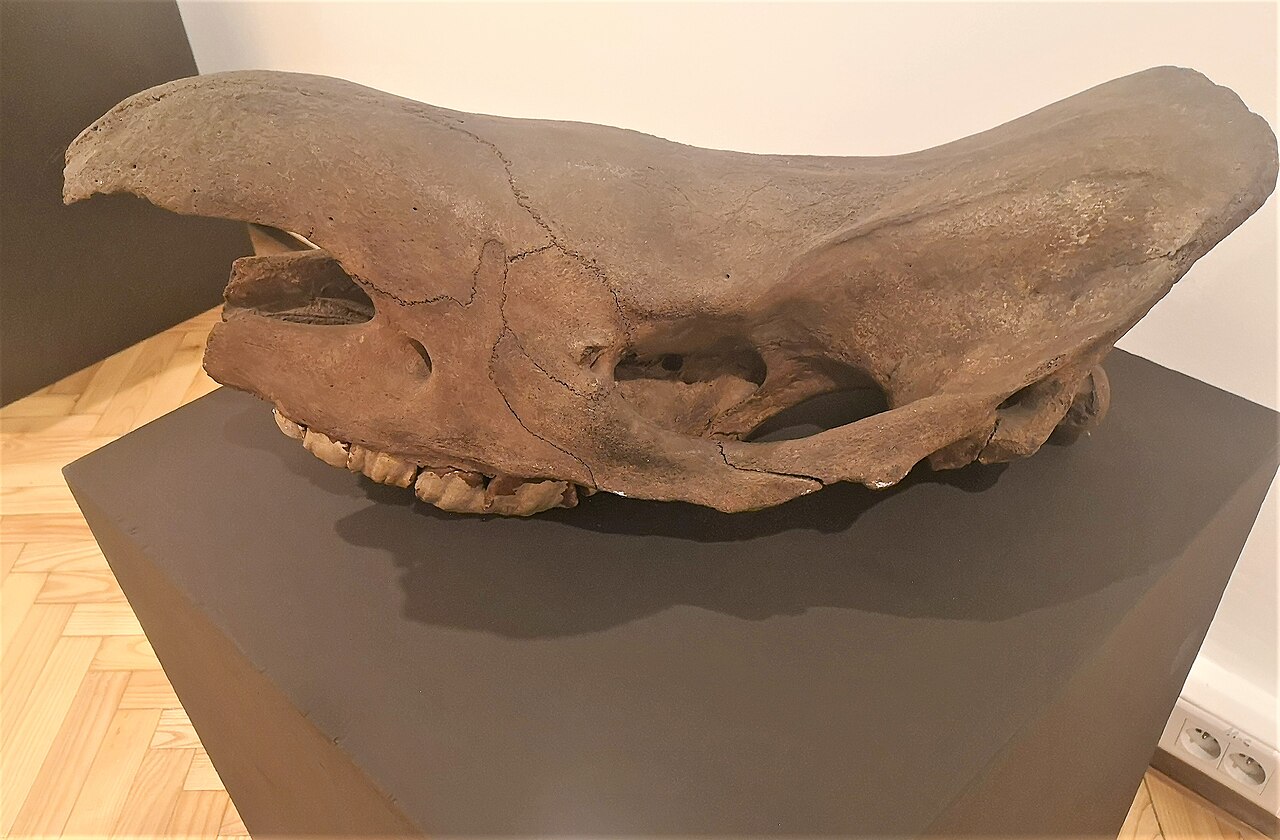 Woolly rhinoceros