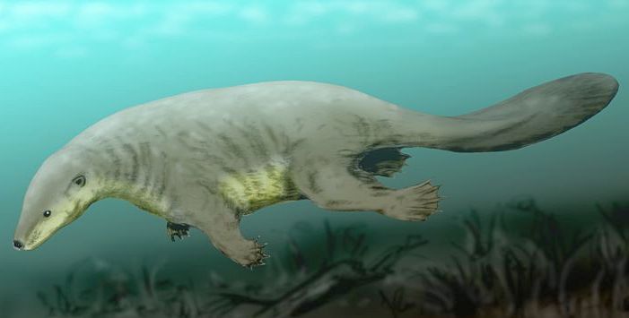 Castorocauda