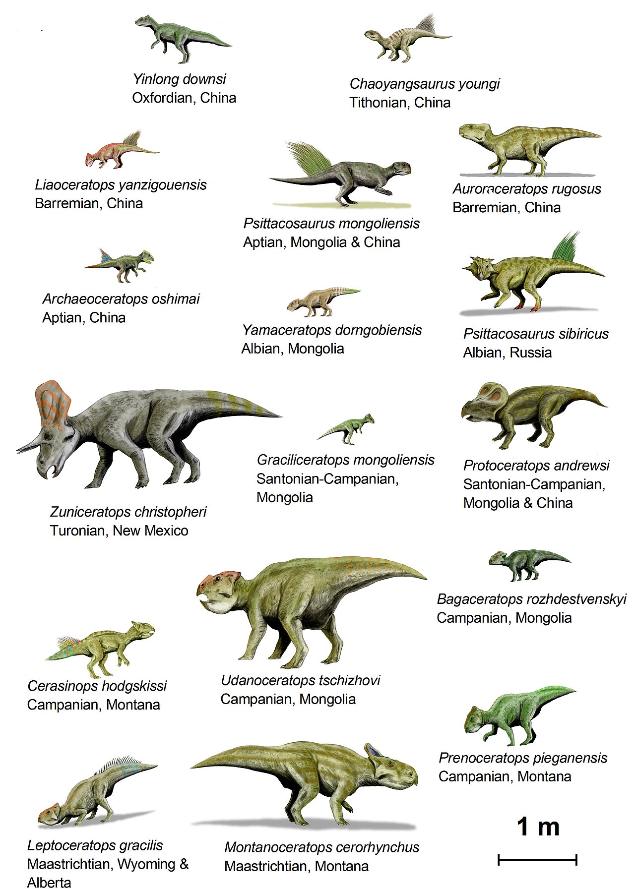 Ceratopsia