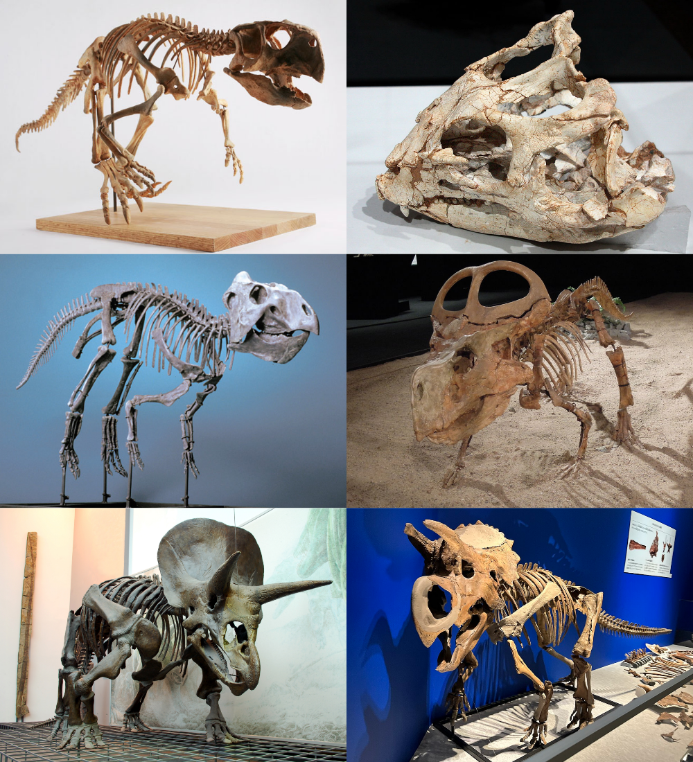 Ceratopsia
