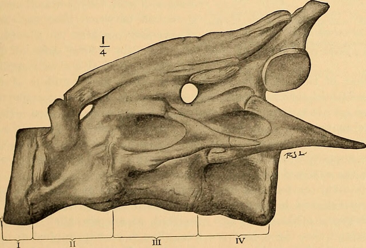 Ceratopsia