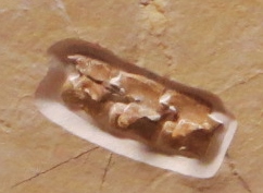 Choristodera