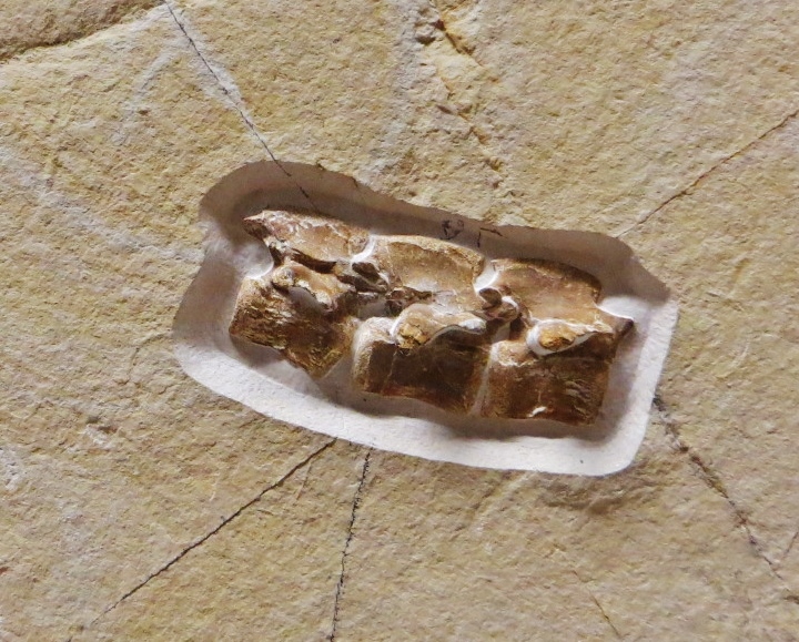 Choristodera